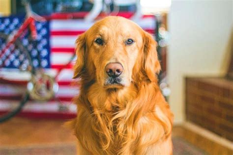 How American Golden Retriever Can Get You Your Heart's Desire | Pet BLoG