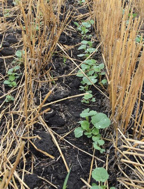 Agronomy Insights Canola Digest