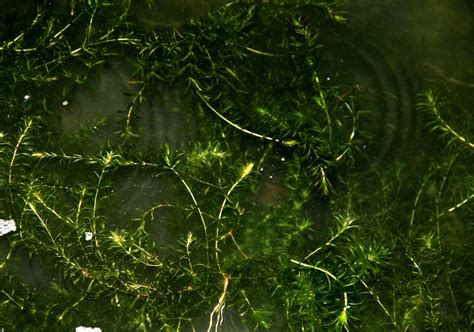 Hydrilla verticillata - Изображение особи - Плантариум