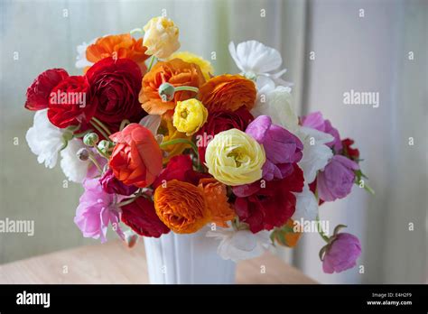 Ranunculus Persian Ranunculus Ranunculus Asiaticus Cultivar Stock