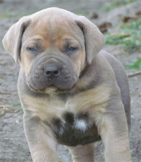 Boerboel Puppies For Sale | Cherry Hill, NJ #170038