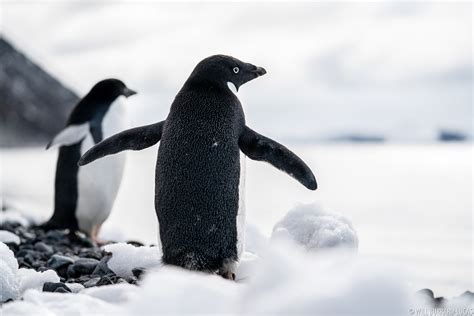 Adelie Penguins | Will Burrard-Lucas