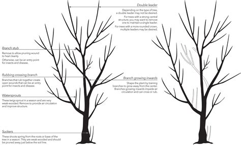 10 Quick Pruning Tips The Growing Place