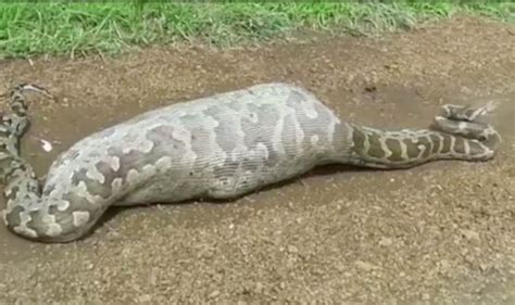 Incredibe Video Shows Python With Swollen Belly After Swallowing Antelope Nature News