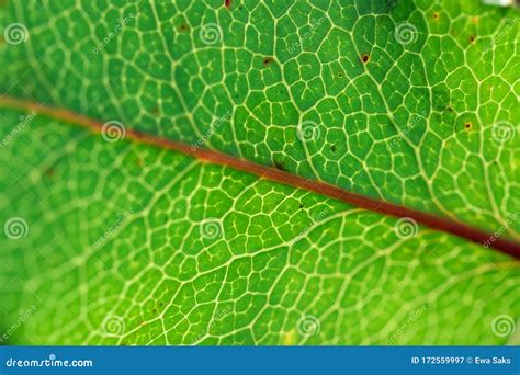 Veias De Folha Verde Foco Macro Seletivo Fundo Natureza Imagem De Stock