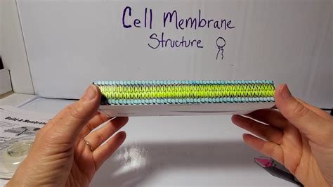 Build A Cell Membrane Model