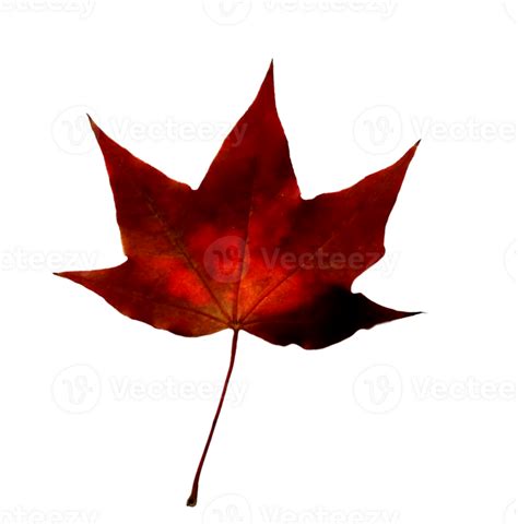 Autumn Maple Leaf 36468368 PNG