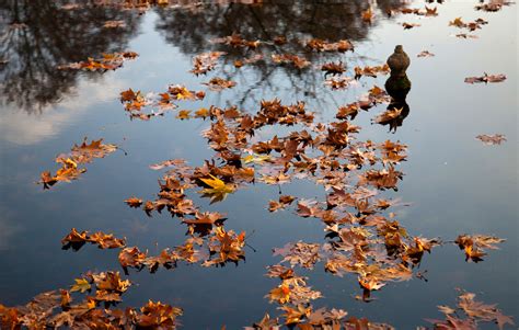 Wallpaper Water Nature Reflection Leaf Sky Autumn Branch Tree