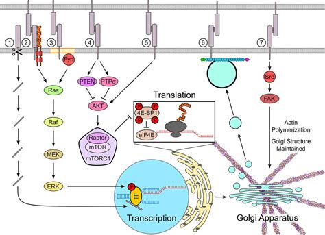 Frontiers Cell Adhesion Molecules And Protein Synthesis Regulation In