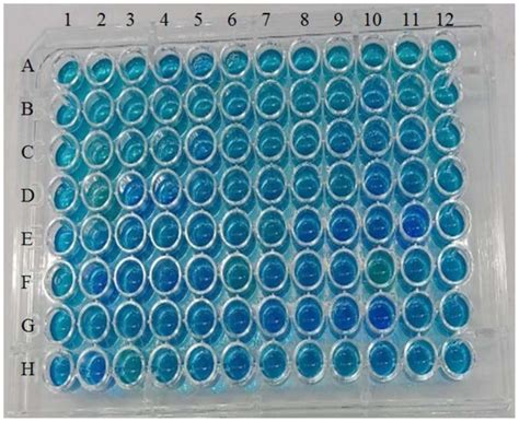 一种脂肽类生物表面活性剂产生菌的高通量筛选方法