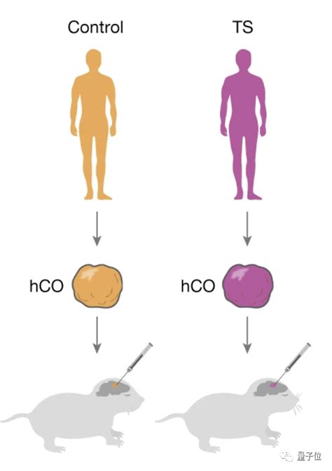 The Human Mouse Hybrid Brain Has Appeared Stanford University Years