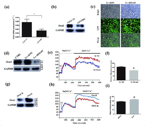 Orai1 Expression In GIST Cell Lines A And B Orai1 MRNA And Protein