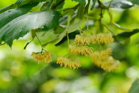 Linden tree flowers on branch in summer — Stock Photo © bereta #63017317