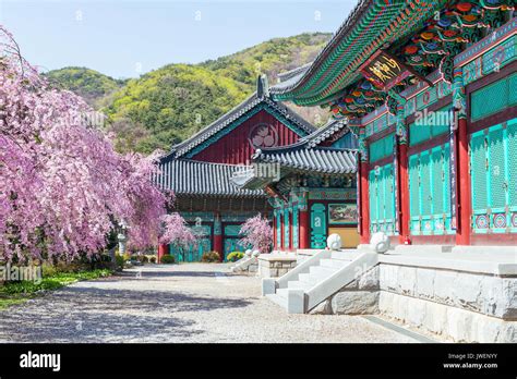 Gyeongbokgung Palace with cherry blossom in spring,Korea Stock Photo ...