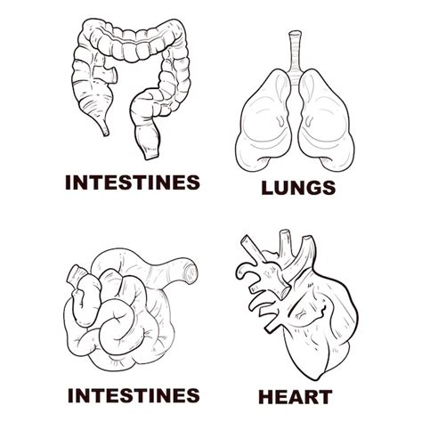 Handgezeichnete Linienkunst Satz Anatomie Des Menschlichen K Rpers