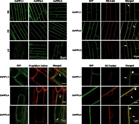 Subcellular Localization Of Pm Protein Markers Tagged With Fluorescent Download Scientific