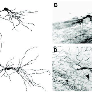 Bda Labeled Radial Cells Each Radial Cell Has More Than Primary