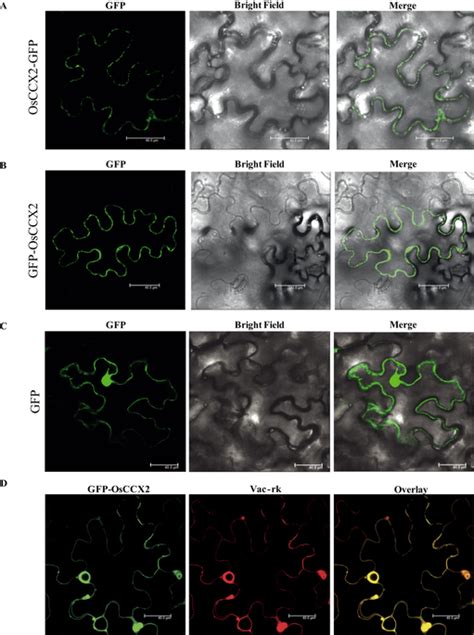 Subcellular Localization Of Osccx Proteins In Nicotiana Benthamiana