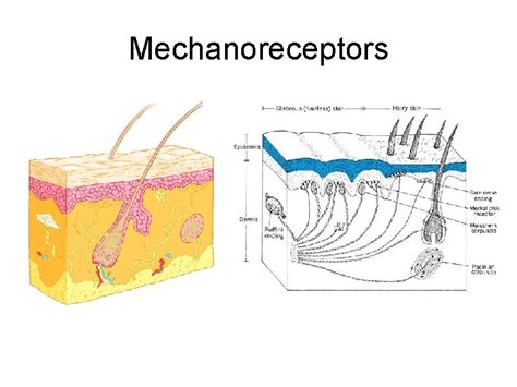 Physiology Of Mastication And Deglutition Chapter 8 Perry