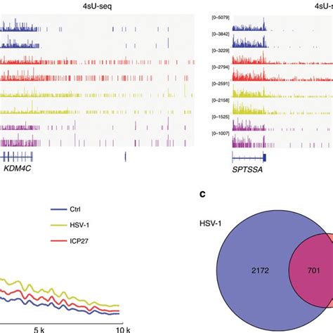 Icp Is Sufficient To Inhibit Rnapii Transcription Termination A