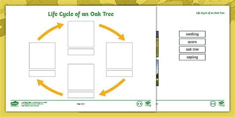 Life Cycle Of An Oak Tree Cut And Stick Labelling Activity