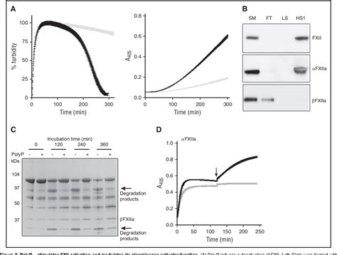 Figure From Thrombosis And Hemostasis Polyphosphate Colocalizes With