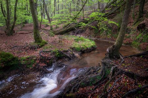 Woodland Brook | Weekly Photo #121 | Trevor Sherwin Photography