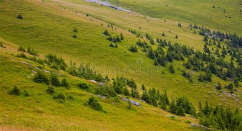 Pine Trees At High Altitude Stock Image Image Of Beautiful