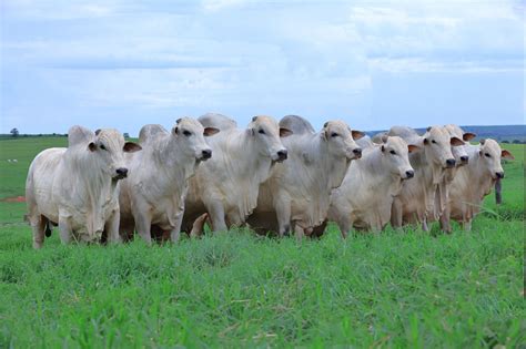 Leil O De Touros Da Guadalupe Agropecu Ria Tem Oferta De