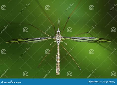 Crane Fly Tipula Furca Stock Image Image Of Insect 289939065