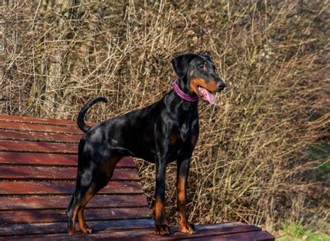 When Do Dobermans Go Into Heat Vet Reviewed Breed Facts And Characteristics Hepper