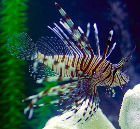 Deadliest Venomous Fish - XciteFun.net