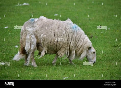 Welsh Sheep Shearing Old Hi Res Stock Photography And Images Alamy