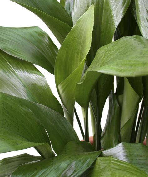 Aspidistra Care And Growing Guide Simple Tips For These Sculptural Plants