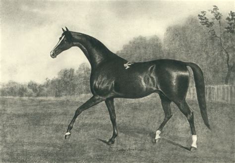 1700 1733 Darley Arabian By J N Sartorius The Second Of The 3