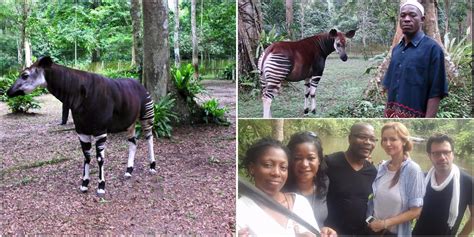 Tourisme Epulu La R Serve De Faune Okapis Dans La Nouvelle