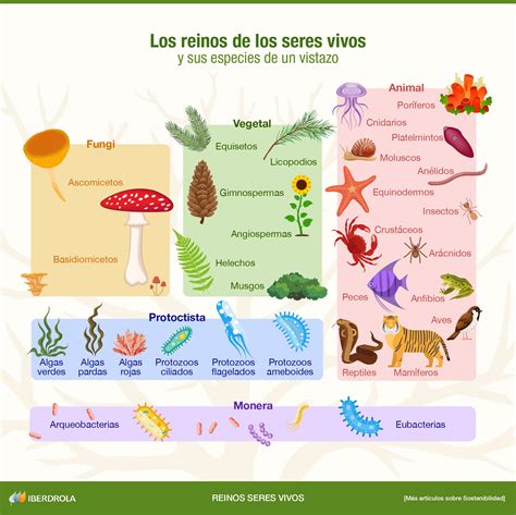 Tipos De Reinos De Los Seres Vivos My English And Science Images