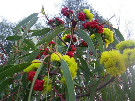 Comment Utiliser L Eucalyptus Pour Les Poumons Housekeeping