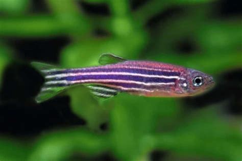 Danio Rerio – Detailed Guide: Care, Diet, and Breeding - Shrimp and Snail Breeder