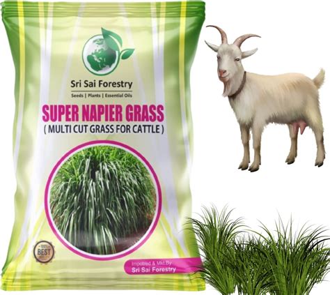 Sri Sai Forestry Super Napier Grass Seeds 8000 Seeds Pack High Yield Multicut Grass Seed