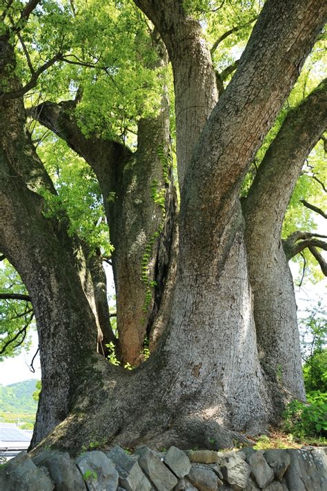 和歌山県内の巨樹・古木を訪ねて。