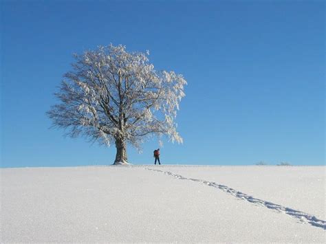 Raquette à Neige Dans Le Jura Des Sentiers Enneigés Raquettes Au Pieds