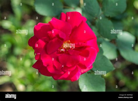 Big Red Flower Hi Res Stock Photography And Images Alamy