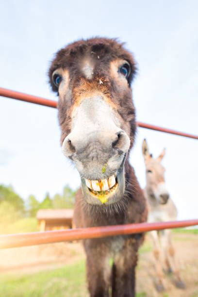 Best Donkey Teeth Stock Photos, Pictures & Royalty-Free Images - iStock