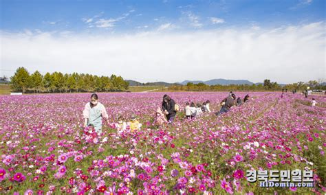 구미시 낙동강 둔치 관광지 육성 경북도민일보