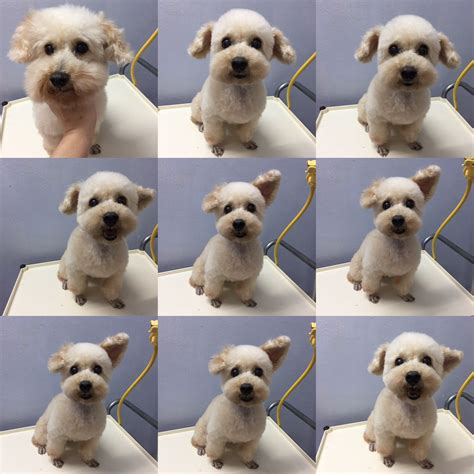 Bubble before & after groom | Pet grooming, Labrador retriever, Pets