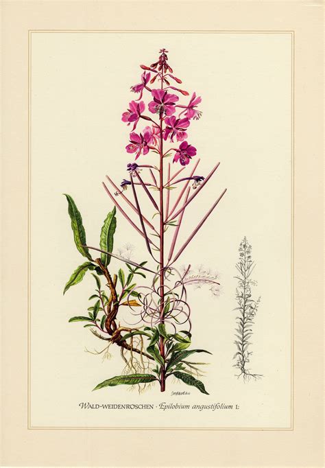 Fireweed Great Willowherb Rosebay Willowherb Vintage Etsy