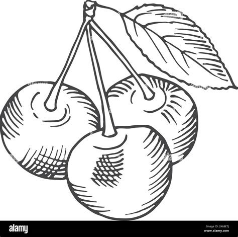 Cherries Sketch Black And White Stock Photos Images Alamy