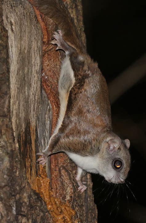 Southern Flying Squirrel Glaucomys Volans Long Branch N Flickr