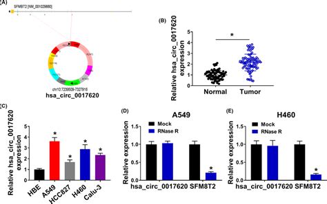 Hsa Circ 0017620 Expression Was Upregulated In NSCLC Tissue And Cells